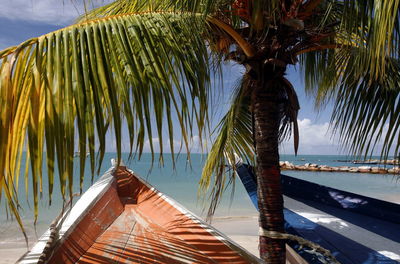 Coconut palm tree amidst moored boats at beach against sky