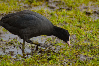 Coot walking on a field