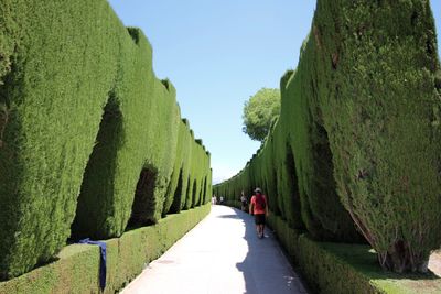 People walking on pathway along plants