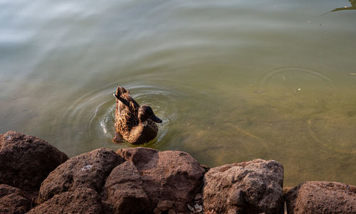 High angle view of duck swimming in lake