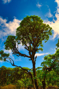 Low angle view of tree against sky