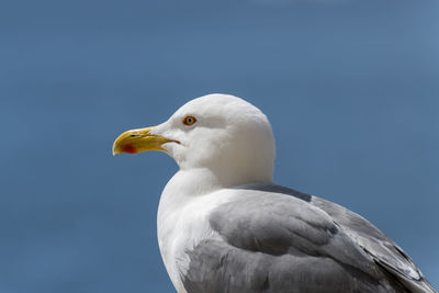 Close-up of seagull against clear sky