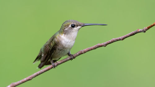 A female ruby-throated hummnigbird perched on a branch