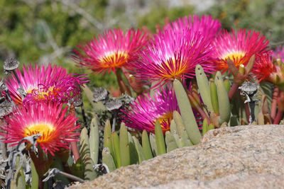 Close-up of pink flowers