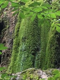 Moss growing on rocks in forest