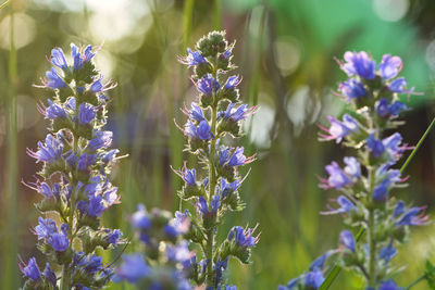 Close-up of purple flowering plants on field