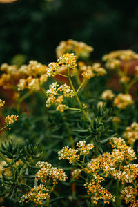 Close-up of yellow flowering plant