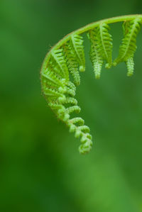 Exotic green tropical ferns with shallow depth of field