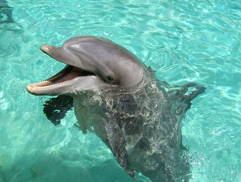 High angle view of dolphin swimming in sea