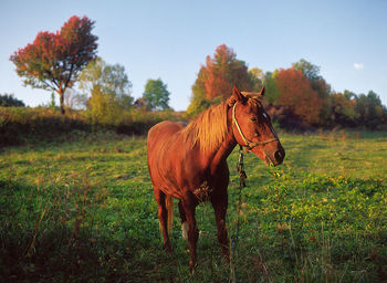 Horse standing on grassy field