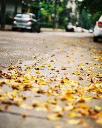 Close-up of fallen autumn leaves on road