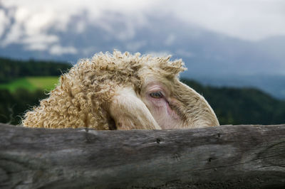 A sheep peeks out from behind a wooden fence. mountains in the background.