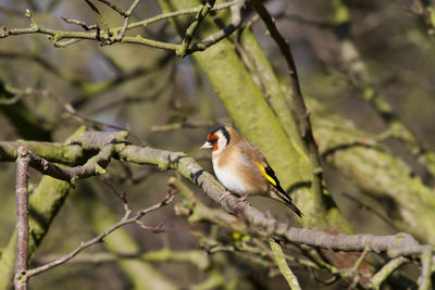 Close-up of bird perching on branch