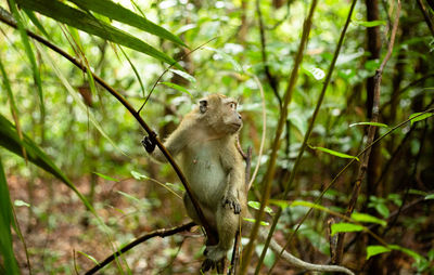 View of a reptile in the forest