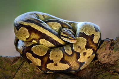 Close-up of snake