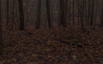 Trees in forest during autumn