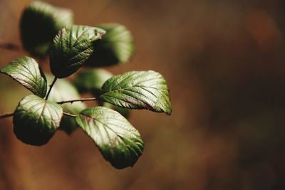 Close-up of fresh green leaves
