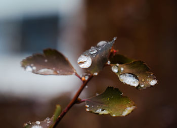 Close-up of wet plant during rainy season