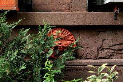 View of plants against the wall