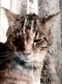 Portrait of cat