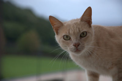 Close-up portrait of cat