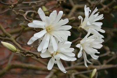 Close-up of white flowers