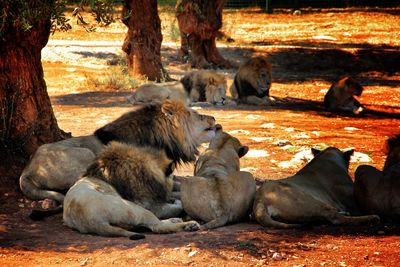 Lions resting on field