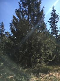 Low angle view of sunlight streaming through trees in forest