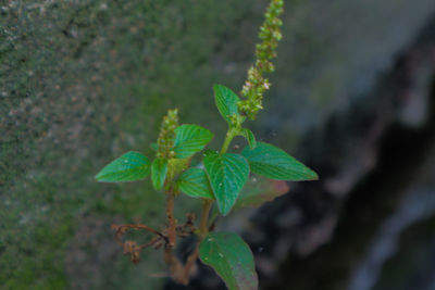 Close-up of insect on leaf