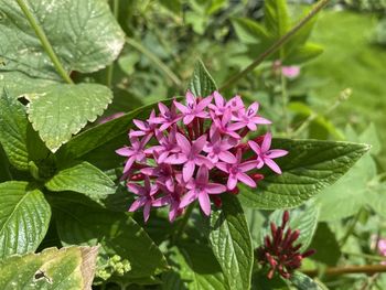 Close-up of pink flowering plant