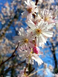 Close-up of white flowers blooming on tree