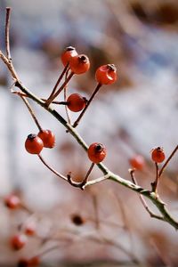 Red berries