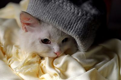 Close-up portrait of a cat