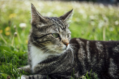 Close-up of tabby cat on field