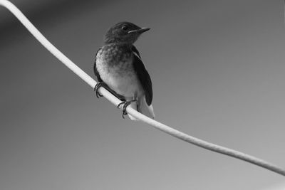 Low angle view of bird perching on cable against clear sky