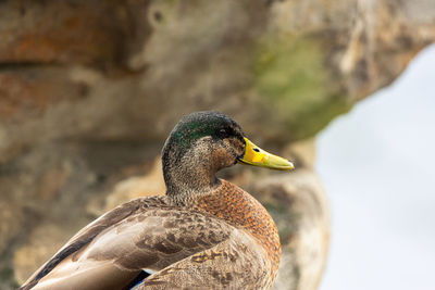 Close-up of a bird looking away