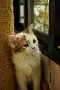 Close-up portrait of a cat at home