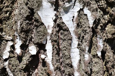 Low angle view of trees