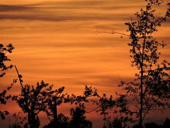 Silhouette of trees at sunset