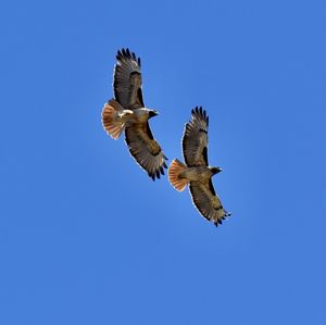 Low angle view of bird flying against clear blue sky