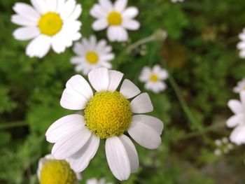 Close-up of white daisy flowers