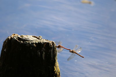 Close-up of dragonflies