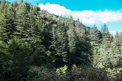 Trees in forest against sky