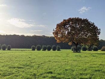Trees on field against sky