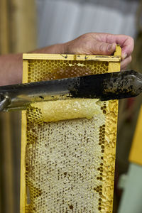 Cropped hand holding honeycomb