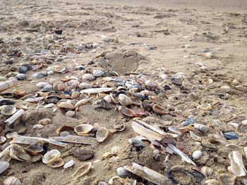 High angle view of shells on sand at beach