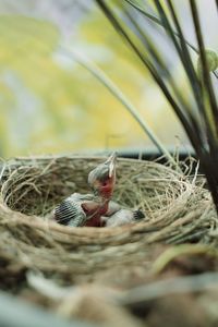 Close-up of birds in nest