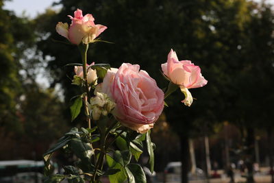 Close-up of pink roses blooming outdoors