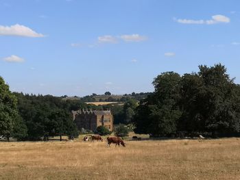 View of a horse on field