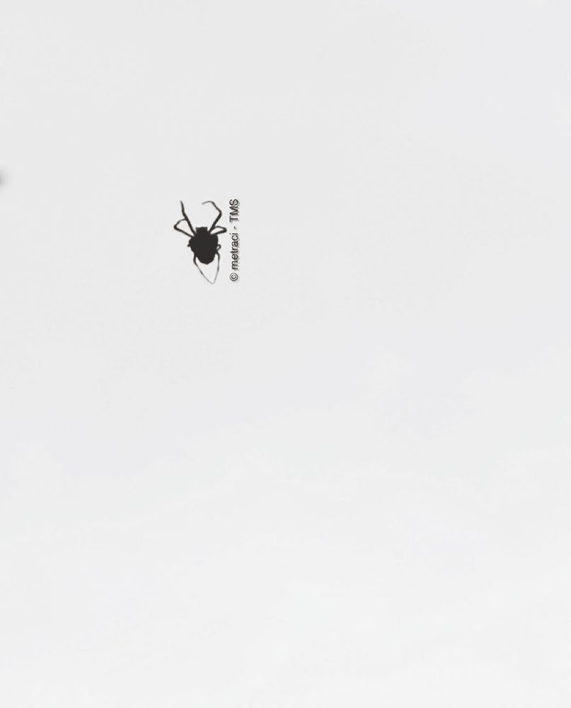 LOW ANGLE VIEW OF BIRDS FLYING OVER SKY